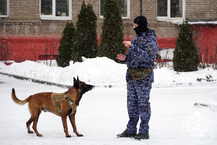 Показательные выступления  «Четвероногие герои» провели сотрудники Росгвардии в Воронеже 