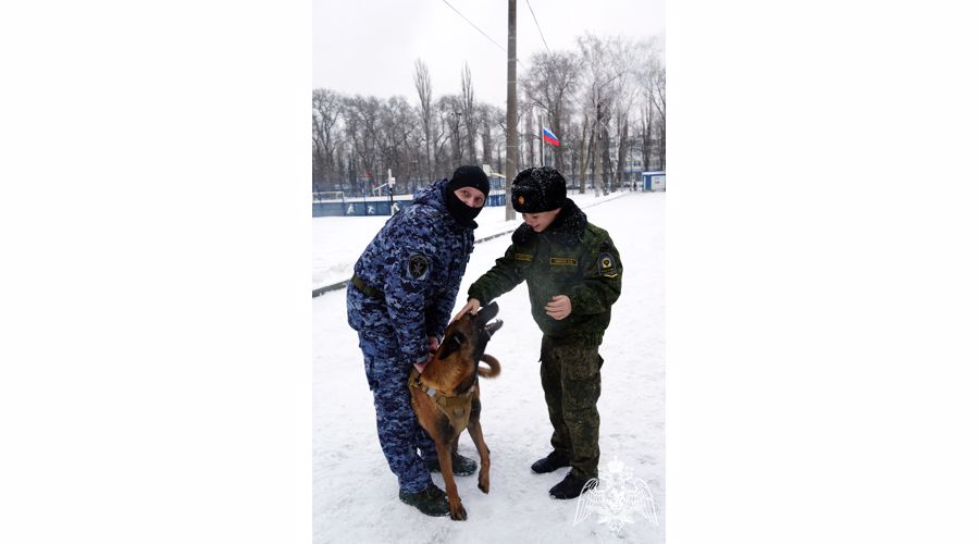 Показательные выступления  «Четвероногие герои» провели сотрудники Росгвардии в Воронеже 