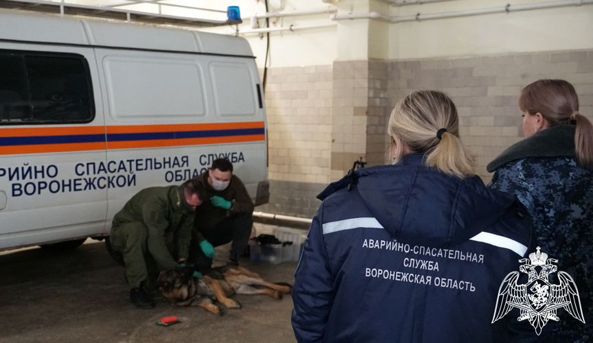 «Один день с кинологами Росгвардии» - в преддверии 10-летия Управление Росгвардии по Воронежской области знакомит с тонкостями профессии
