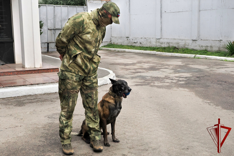 В преддверии дня ОМОН Воронежские журналисты поближе познакомились с четвероногим сотрудником Росгвардии